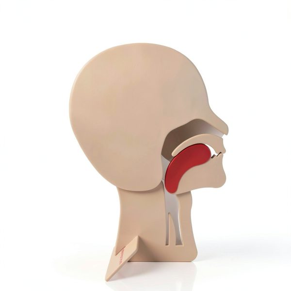 XFT CPR Head Section Model 2 Pack for First Aid Training Airway-2