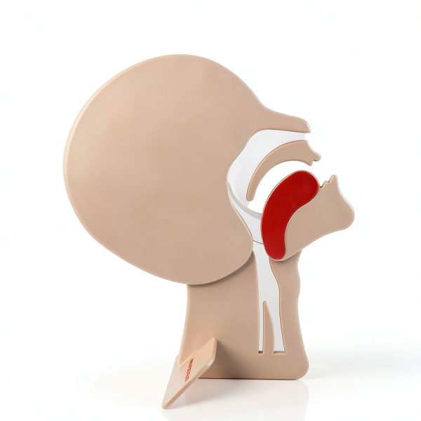 XFT CPR Head Section Model 2 Pack for First Aid Training Airway-1