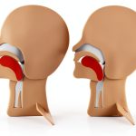 XFT CPR Head Section Model 2 Pack for First Aid Training Airway-0