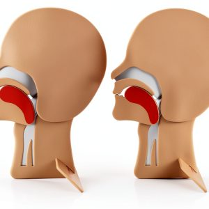 XFT CPR Head Section Model 2 Pack for First Aid Training Airway-0